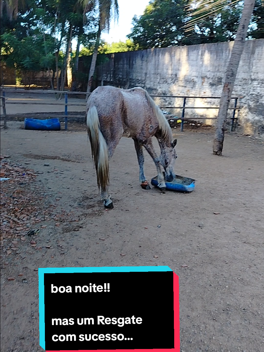O caso desse inocente e grave, infecção no osso em alto grão,vamos contribuir pra ajudar esse inocente vive!!🤠🐎😍❤️