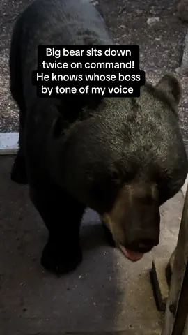 A big bear sits on command. Twice!  The tone of your voice means just about everything, from praise to authority! #bear #fypシ #wildlife #animals #nature #country #pets 