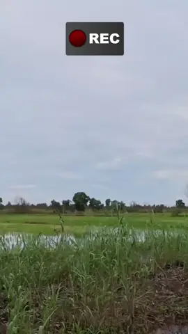 mancing gabus tanpa joran dan hasilnya ehh-emhh 