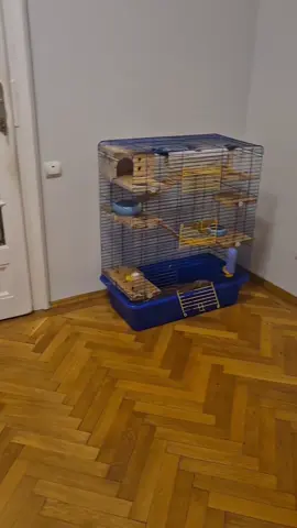 Луи Оскар Софи Арчибальд III #шиншила #chinchilla #