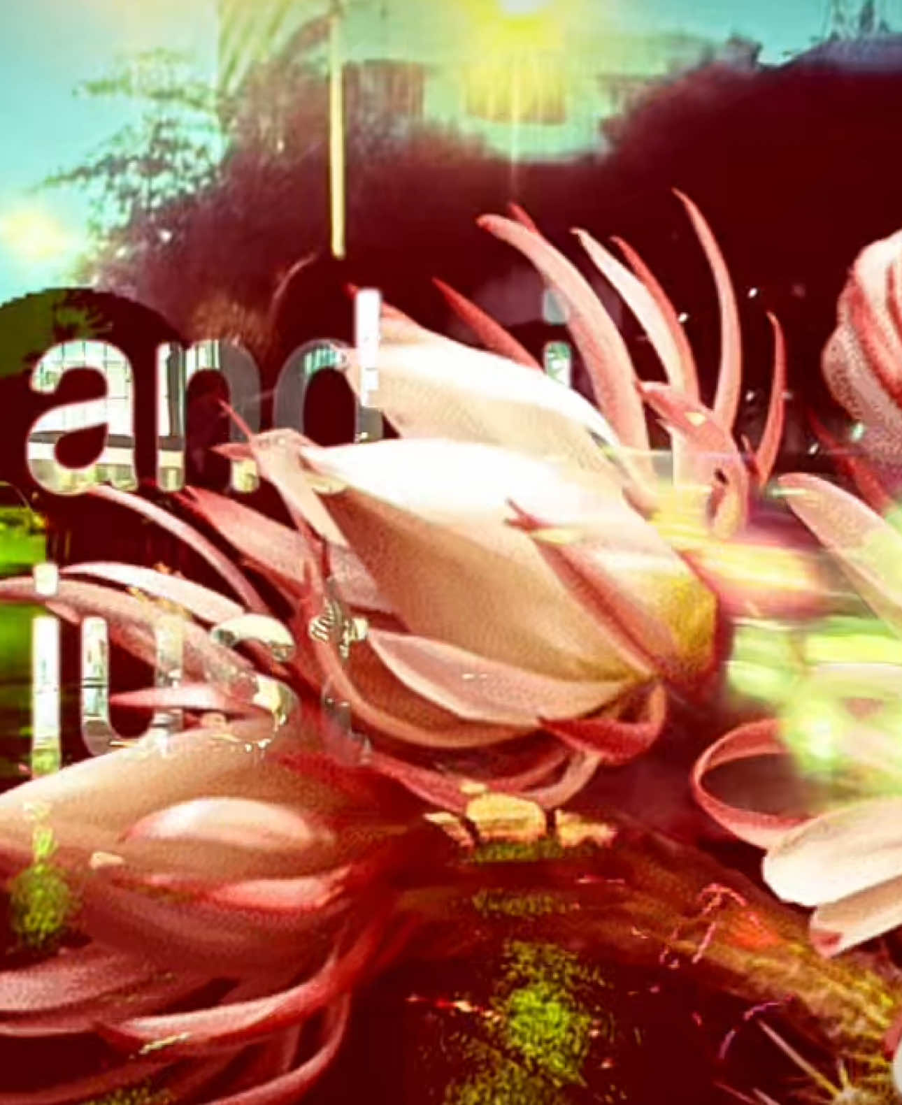 #darkred #stevelacy #aesthetic #lyrics #edit #flowers #targetaudience 