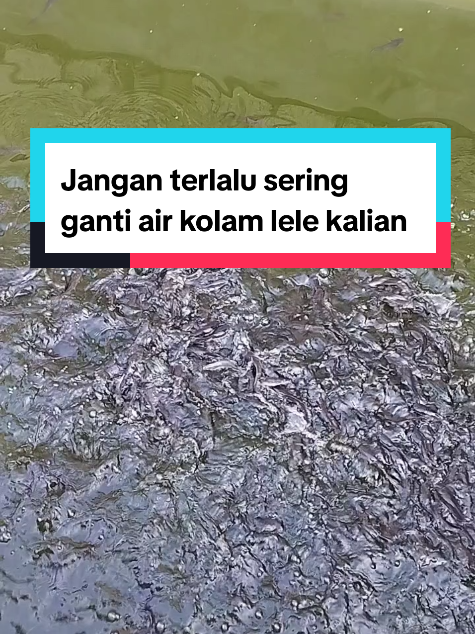 Jangan terlalu sering ganti air kolam lele kalian #bluecore #kolamlele #bibitlele #budidayalele #kang_ewi #lele #kolamterpallele 