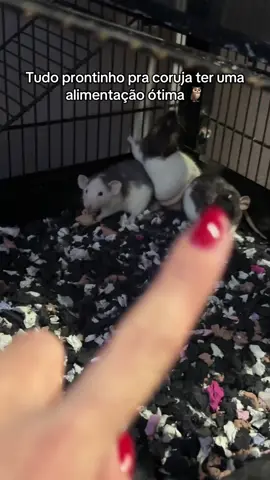 #viral_video #pets #fyp 