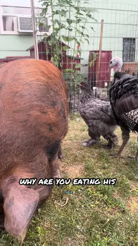 But, like …what are we dooooing ?? #animals #thatescalatedquickly #funnyfarm #latest 
