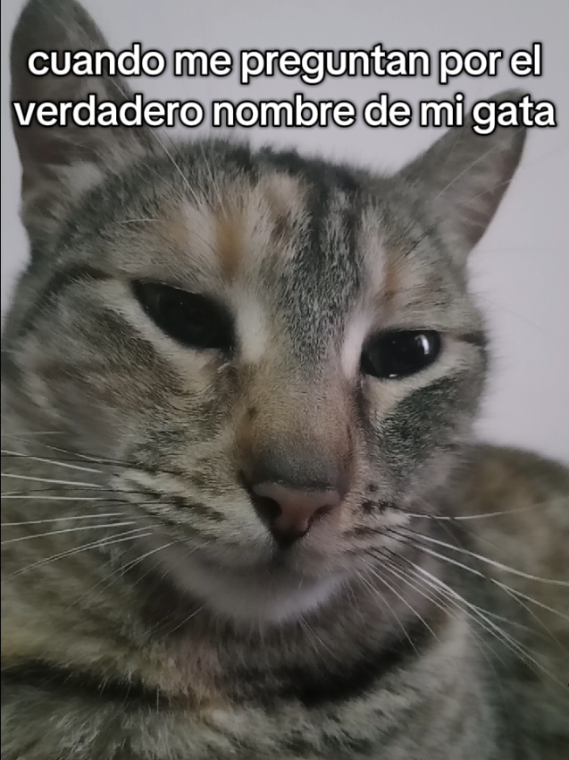 gasparin o blanquito 👻😹🗣 #dúo #fyp #viral_video #viralditiktok #foryou #goviral #cat #foru #duo #grow #greenscreen #makeup #tiktokviral #fypp #edit #anime #illu #loveyou #VoiceEffects #video #explore 