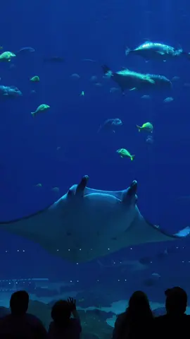 The Georgia aquarium is a must #peaceful #fyp #foryou #foryoupage #nature #inspo #inspiration #inspirationalvideo #nature #aesthetic #life #calm #georgiaaquarium #georgiaaquariumatlanta #mantaray #sealife #aquarium #ocean 
