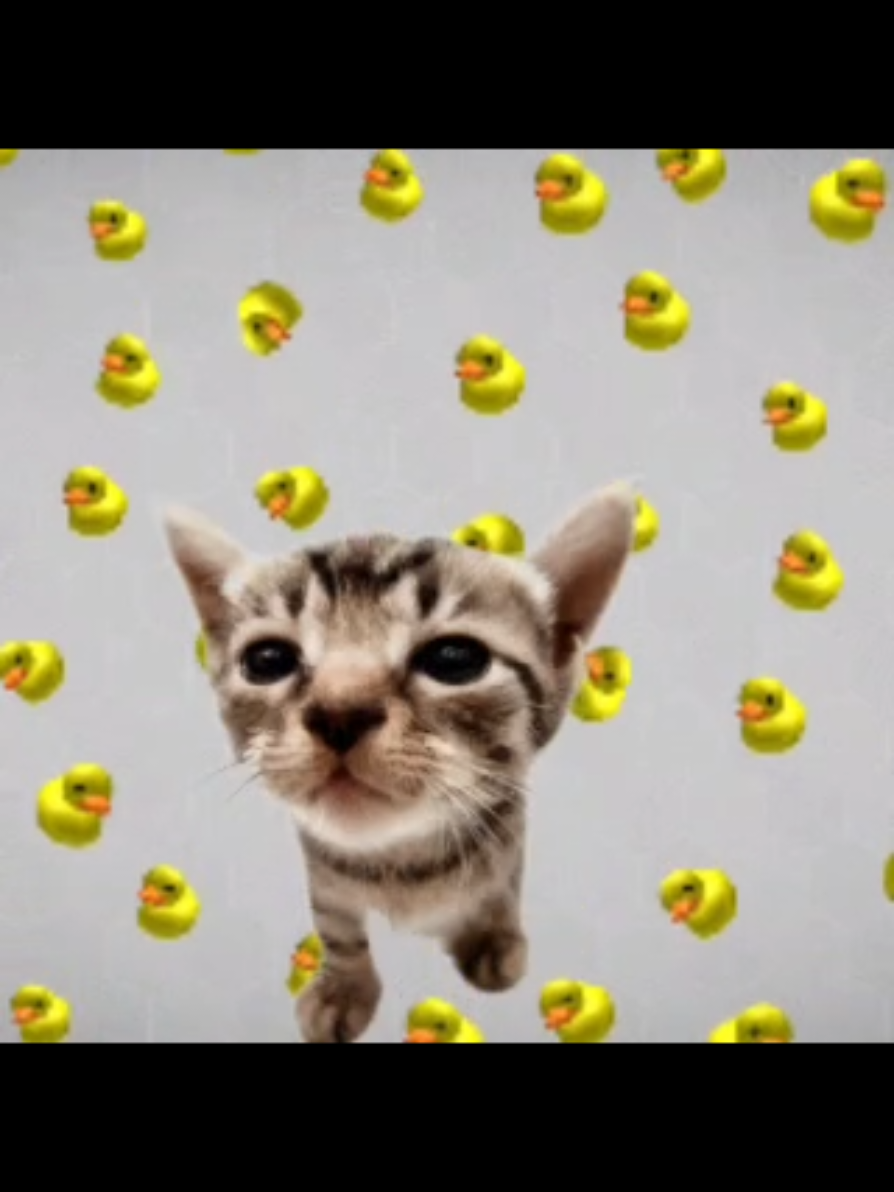 Ducks! #cat #elgatito #foryou #fyp #meme  ty to ks.lakes for unlocking a memory of mine