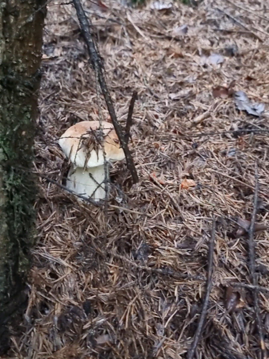 #mountain #nature #wildmushrooms #hribi #foraging #boletus #mushrooms 