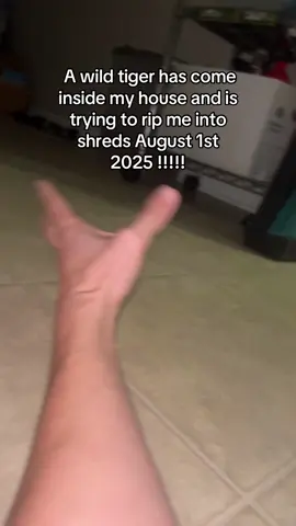 #cat #catsoftiktok 