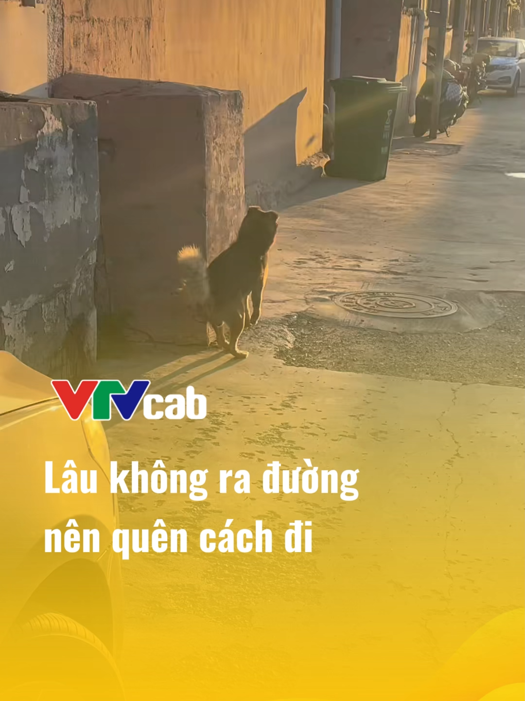 Lâu không ra đường nên quên cách đi #vtvcab #vtvcabgiaitri
