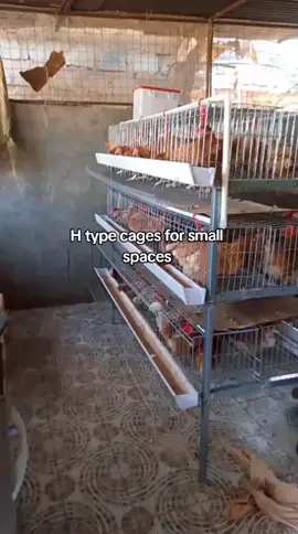 Maximize your poultry production even in limited space! 🐔💡 H-Type Chicken Cages are compact, efficient, and perfect for small areas. Ideal for farmers looking to do more with less. #PoultryFarming #SpaceSaving #ChickenCages #EngohoKukuFarmer #SmartFarming