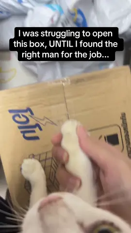 Kitty really lent a helping paw 🐾👏 #RoadTo19M #Pubity #cats  (via ViralHog)