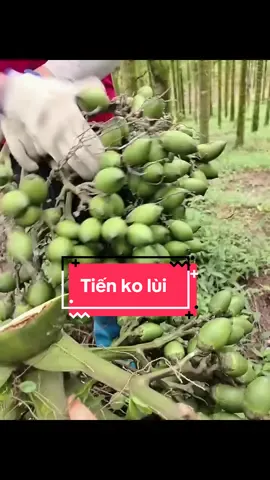 Chỉ bàn làm ko bằng lùi . OK 🤩 #cauxuatkhau #xuhướng #giacautuoi #giongcauxuatkhau #viencaygiongeakmac #thịnhhành #eakmat #cauchín #xếphạng #keocaukhotrungquoc #caumam #caututhoi #cautứquý #câygiống #keocau #câycau #cauvúbò #cauhuế #cauchin #kẹocau 