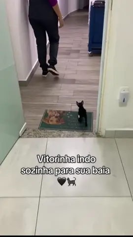 Uma figurinha! 🖤🐈‍⬛🥹 #foryou #medvet 