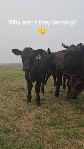 August already!?!  #trendingsounds #cows #kebelcattlecompany #moo #itsthefirstofthemonth 