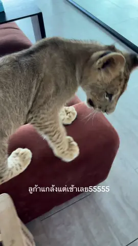 #chalong #lion #phuket #คาเฟ่สิงโต 