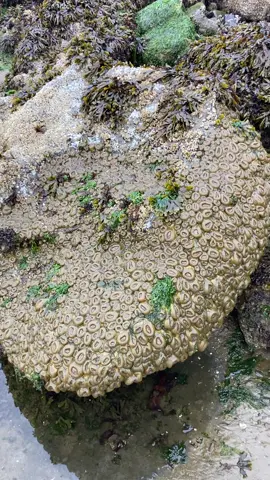 Honestly probably the best way to describe this. Big glob of aggregating anemones. These guys actually split themselves in half to reproduce claiming large areas of real estate for themselves. Gross…  #t#tidepoolt#tidepoolst#tidepoolingb#beacho#oceanp#pnwp#pacificnorthwestp#pnwlifep#pnwonderlandp#pacificoceanb#beachvibeso#oceanlife#anemone #anemones #aggregate #aggregatinganemone 