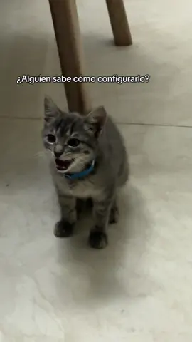 #viral #gatos #comedia #cat