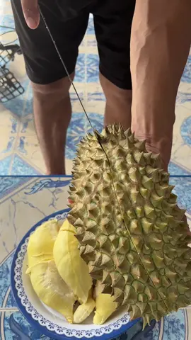 ทุเรียนมั๊ย🤤#ทุเรียนหมอนทอง #ทุเรียนเมืองเลย #ฟีดดดシ 