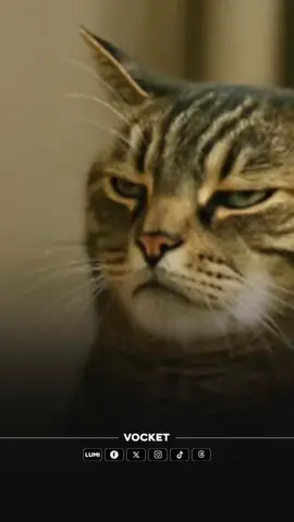 Satu kajian dibuat oleh Universiti Tokyo pada 2013 dan 2019 mendapati bahawa kucing sebenarnya faham dengan arahan manusia, namun mereka sengaja buat buat tak faham. Ramai yang sering membandingkan kucing dengan anjing. Di mana anjing dianggap akan mudah faham arahan manusia, terutama sekali tuannya, apabila dilatih. Kucing pula dianggap spesies yang sukar memahami arahan daripada manusia seperti anjing dan beberapa haiwan peliharaan lain. Baca artikel penuh di thevocket.com #kucing #fyp 