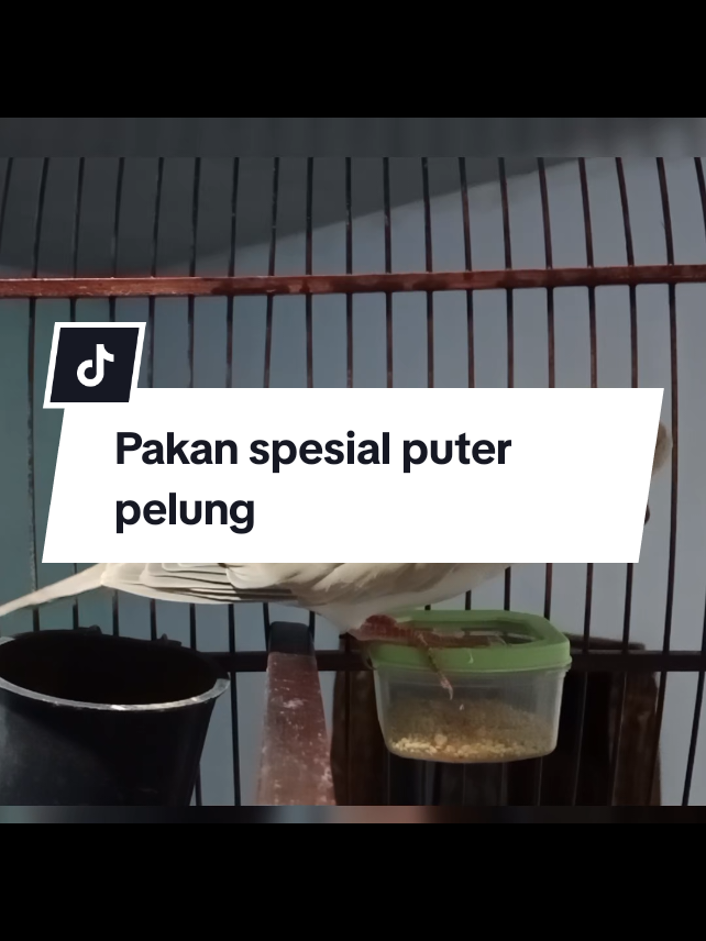 Puter Pelung Muda gacor #burungputerpelungindonesia #puterpelunglomba #pakanputerpelung 