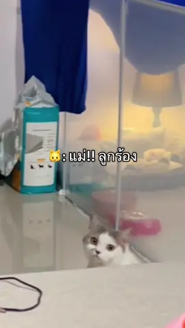 รู้ว่าแมวรัก แต่ไม่คิดว่าจะรักขนาดนี้😂#แมวท้องแรก #แมวมือใหม่ #คุณแม่วัยใส #รักแมว 