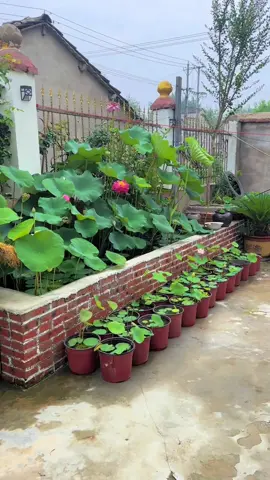 Lúc đầu cũng lụi dữ lắm 