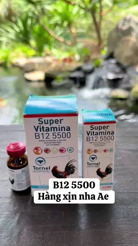 B12 hàng xịn