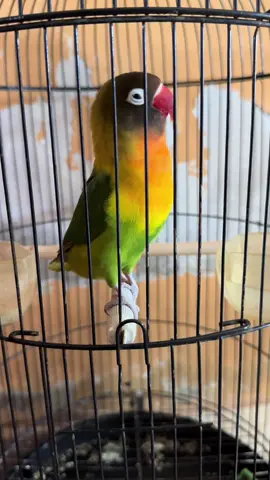 real 🔥#lovebirds #burunglovebird #lovebirdfighter #kicaumaniaindonesia #lovebirdmania #lovebirdindonesia #lovebirdngekekpanjang #kicaumania #fyp #trending #viral #jangkauanluasfyp 