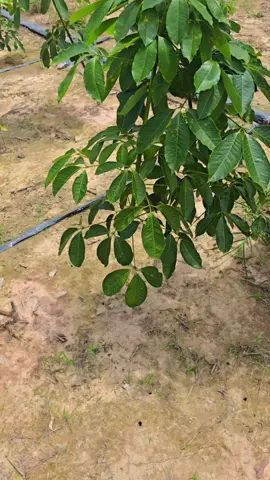 3904ກັບພັນຈີນ ທີ່ຄ້າຍຄື່...