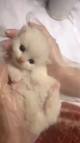 So cute #cat #cats #pet #pets #meow #kitten #kitty #kittycat #kucing #kucinggemoy #kucingoren #kucinglucu #kucingtiktok #catsoftiktok #PetsOfTikTok #catlover #petlover #cattok #fyp #fypage #fyppppppppppppppppppppppp #viral #foryou #foryoupage #tiktok #cute #cutecat #adorable #comel #lucu #Love #lovely #funny #babycat #anakkucing 
