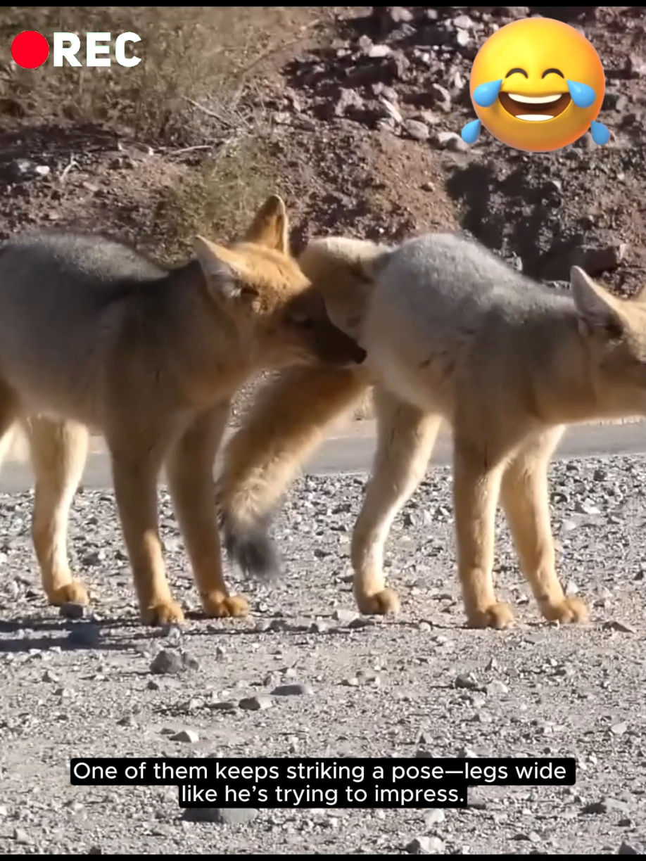 friendship of two foxes 😃😃 #foxes #animals #wildanimals #animalsworld #wildlife #funnyvideos #funny #animalsoftiktok #tiktokanimals 