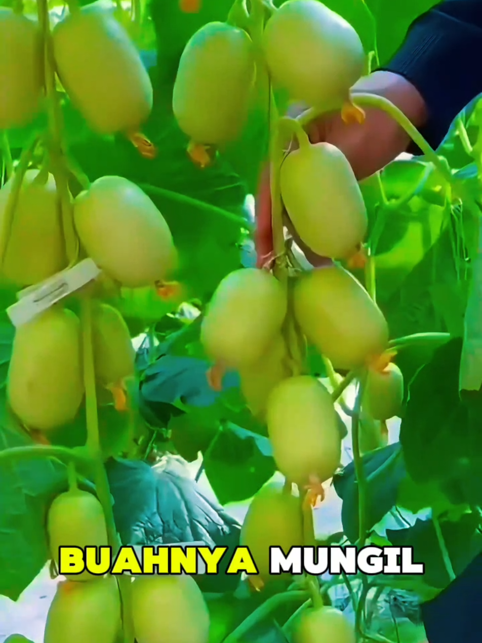 Timun mungil, rasa manis, panen cepat! Bibit timun giok (Jade Lady) #BibitTimun #TimunGiok #JadeLady #TanamanRumahan #TanamSendiri #PanenCepat #BibitViral #BerkebunDiRumah #CocokUntukPemula #TanamanSayur #KebunMini #BercocokTanam #BibitUnggul #Cucumbers #TimunMini