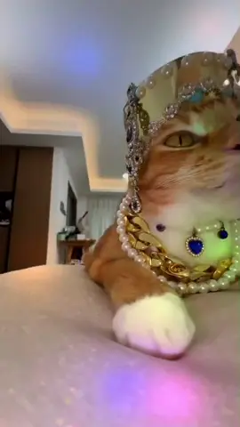 Hello#cat #cutcat #cats #fyp #orangecat #funnycat #bajiecat 