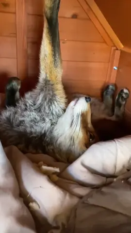 45 What is she saying-  #kikithefox #kikifoxfamily 