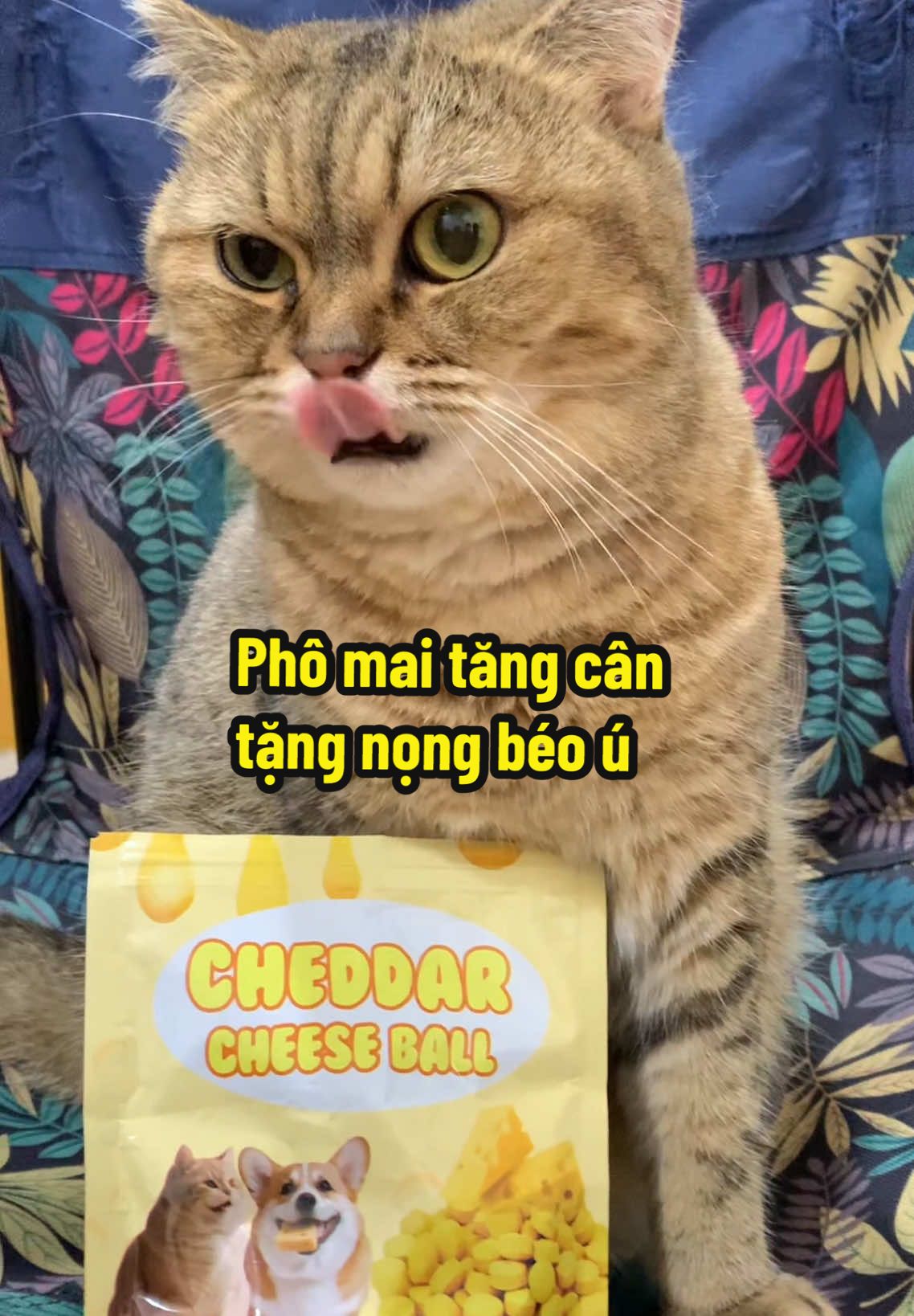 Cách giúp mèo tăng cân tăng nọng béo ú  #cat #pet #catlovers  #phomaitangnong #cheeseball  #kenkitcats 