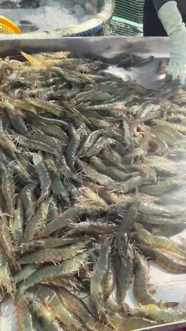 Cuối tuần cho mấy em đi Hà Nội 93ngày 25con #nuoitomcongnghecao #tomthechantrang 