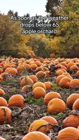 #MemeCut #MemeCut #Meme #MemeCut #lizard #lizardlizardlizard #fall #autumn #halloween #pumpkins #hauntedhouse #spooky