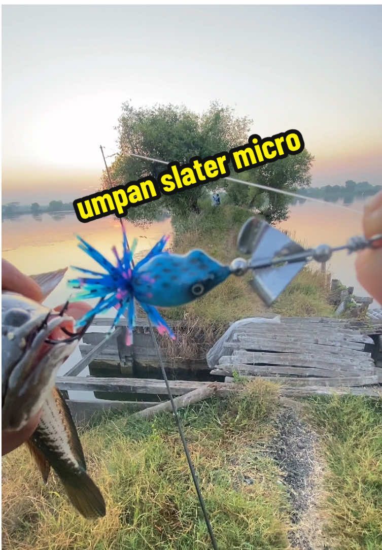 Lure!!! slater micro kodok dengan motif sisik.  berat 5,5gram,body resin, panjang 8cm,baling baling 2cm, kalo mau beli di toko pancing @Kopi Panas Outdoor & Fishing  #fishing #mancing #mancingliar #sidoarjo24jam #fyp 