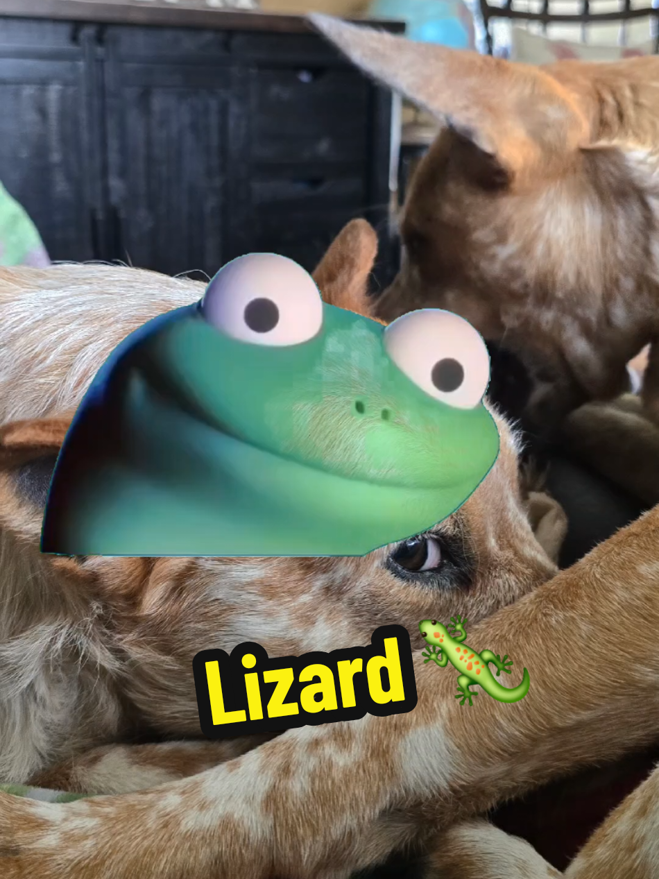 My dogs with their squeaky toys while I'm trying to concentrate on something. #fyp #fypシ #Meme #MemeCut #CapCut #GarnoHomestead #dogsoftiktok #dogtok #lizard @Garno Homestead LLC 
