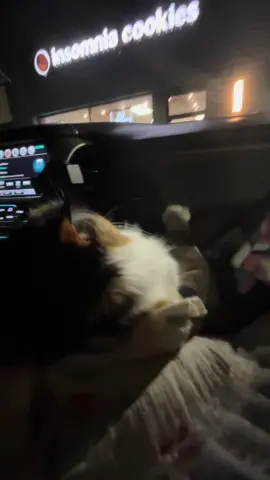 The best Jet2 holiday at the local insomnia cookie!! 😆🤣✨ @insomniacookies  #cats #catsoftiktok #fyp #calico #cookie #drivethru #food #insomniacookies #funny #jet2holidays 