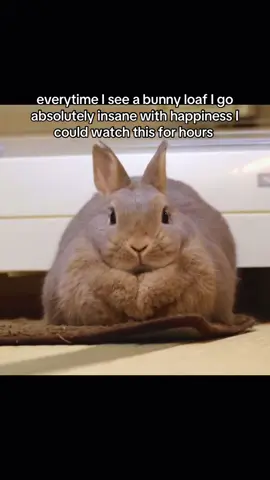 cr toro_gram on insta grrr bnuuy so cute I want to eat it #bunny #bunnies 