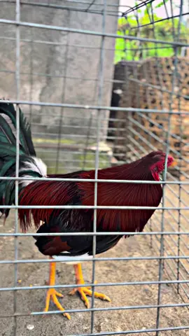 Yok gaskan ada bulu putih di ujung sayap 😍