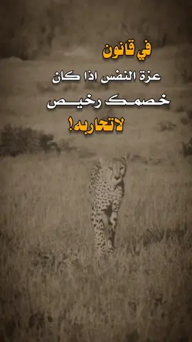 في قانون عزة 👌✋ #صباح_الخير #عبارات #اكسبلور 