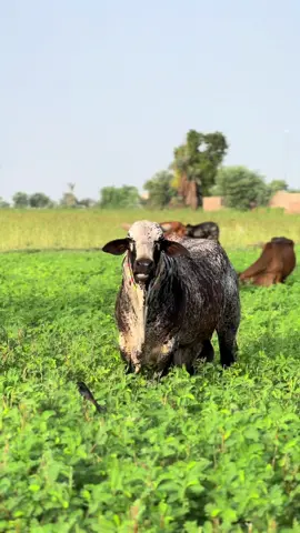 #bull #gulab #cholistanicow #cholistani #breed #trending #foryou #viralvideo #tiktok @Cholistani Cows Ali Randhawa @Ali Randhawa Secretary!✅ @Life in the Village♥️ 