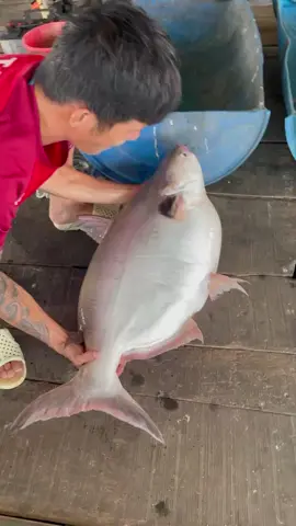 Dồ đém 16kg caia bè dịch vụ..#caucagiaitri🎣 #caucagiaitri #fishing #Đém #hoangroy 