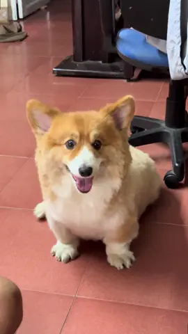 Cầm lấy 1 tỏi rưởi đưa cho tôi 🤪#camquytmitdua #corgi #xuhuong #pet #thucung #corgisoftiktok #sen 