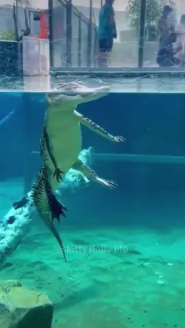 Crocodile core #funny #gator #funnyanimals #foryoupage #crocodile #fyp #funnyvideo #animals 
