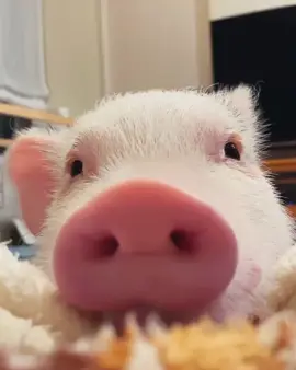💫💫💫 #pig #pigs #pigsoftiktok #piglet #minipig #piggy #piggies #farmlife #pet #pets #animals #cute #viral #farmanimals #pigfarming #minipigs Credit: 📷📸 🐷☀️ Sunny