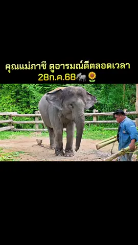 ืแม่ภาชีกินไปด้วยเต้นไปด้วย🐘🌻🐘 #พลายศักดิ์สุรินทร์  #มุธุราชา #ควาญปลิว  #คนรักช้าง  #ลำปาง 